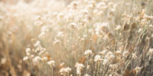 Cool Flower Facts and Fresh News You Probably Didn’t Know