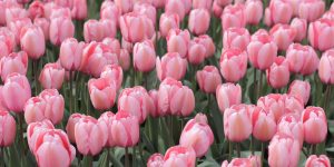 Tulip Fever: The Dutch Blooms Taking Over the USA